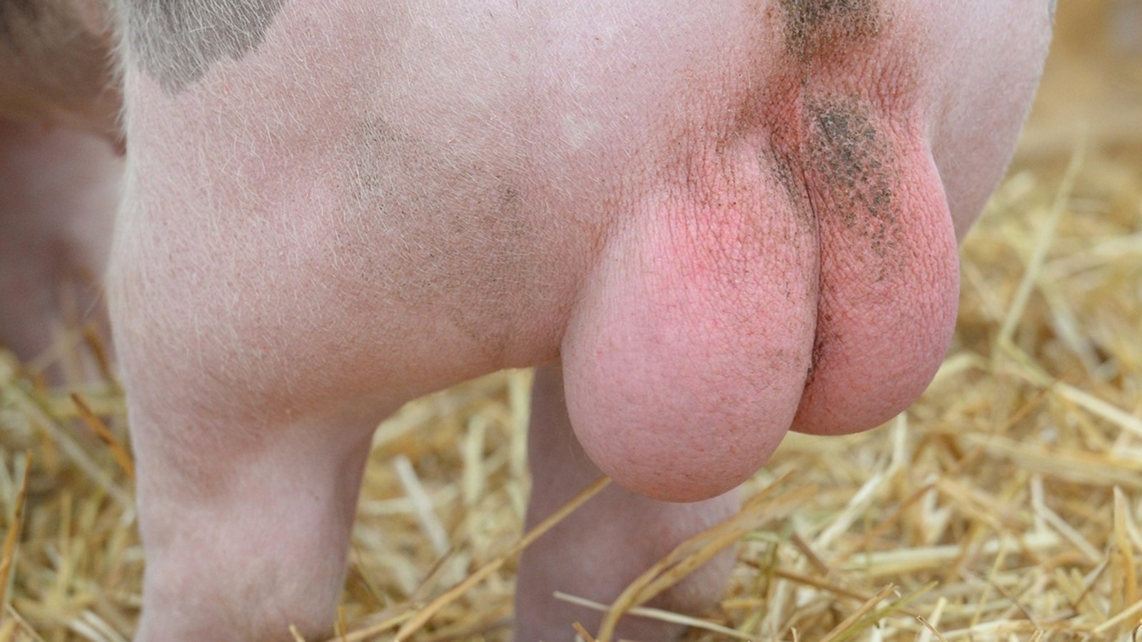 Poppenlauer: Beleidigung mit Schweinehoden