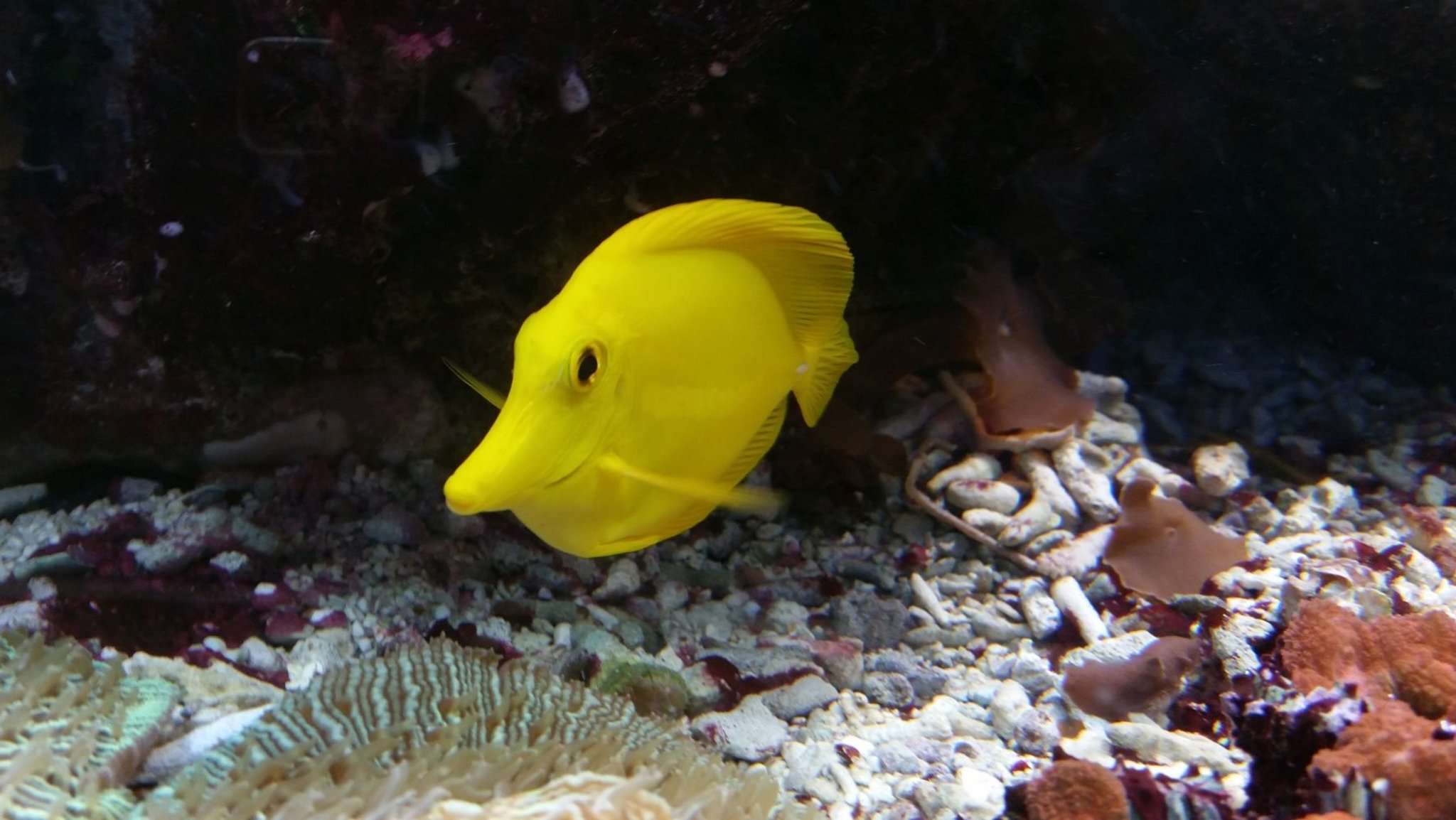 Zierfisch im Aquarium. 