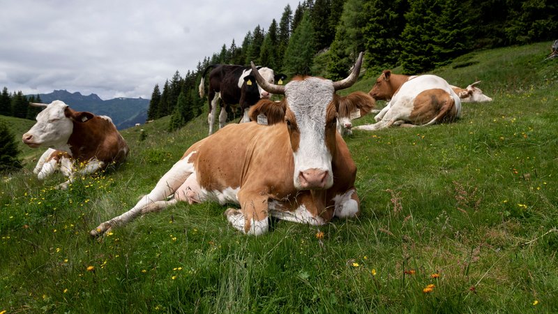 Symbolbild: Kühe liegen auf einer Almwiese