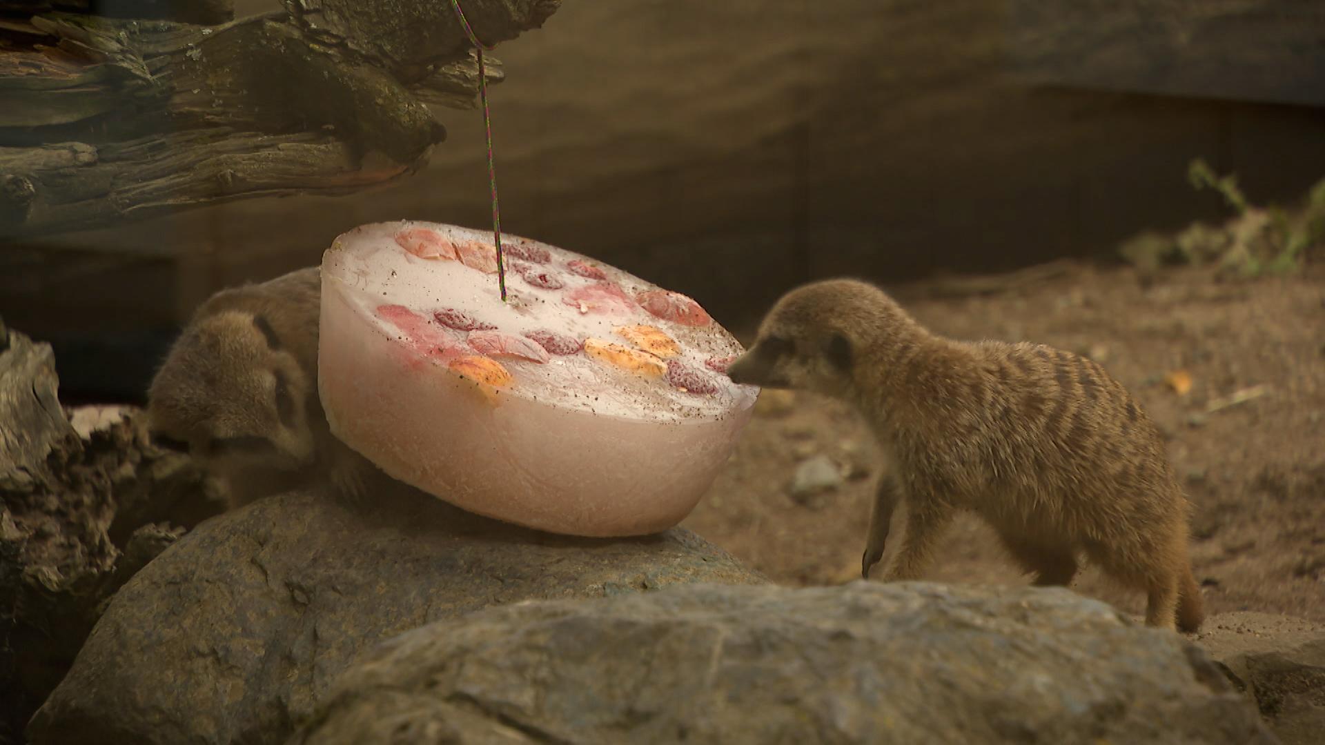 Ein Erdmännchen knabbert an einer Eisbombe mit gefrorenem Obst.