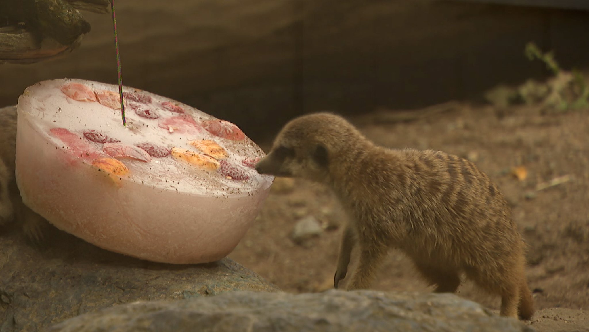 Ein Erdmännchen knabbert an einer Eisbombe mit gefrorenem Obst.