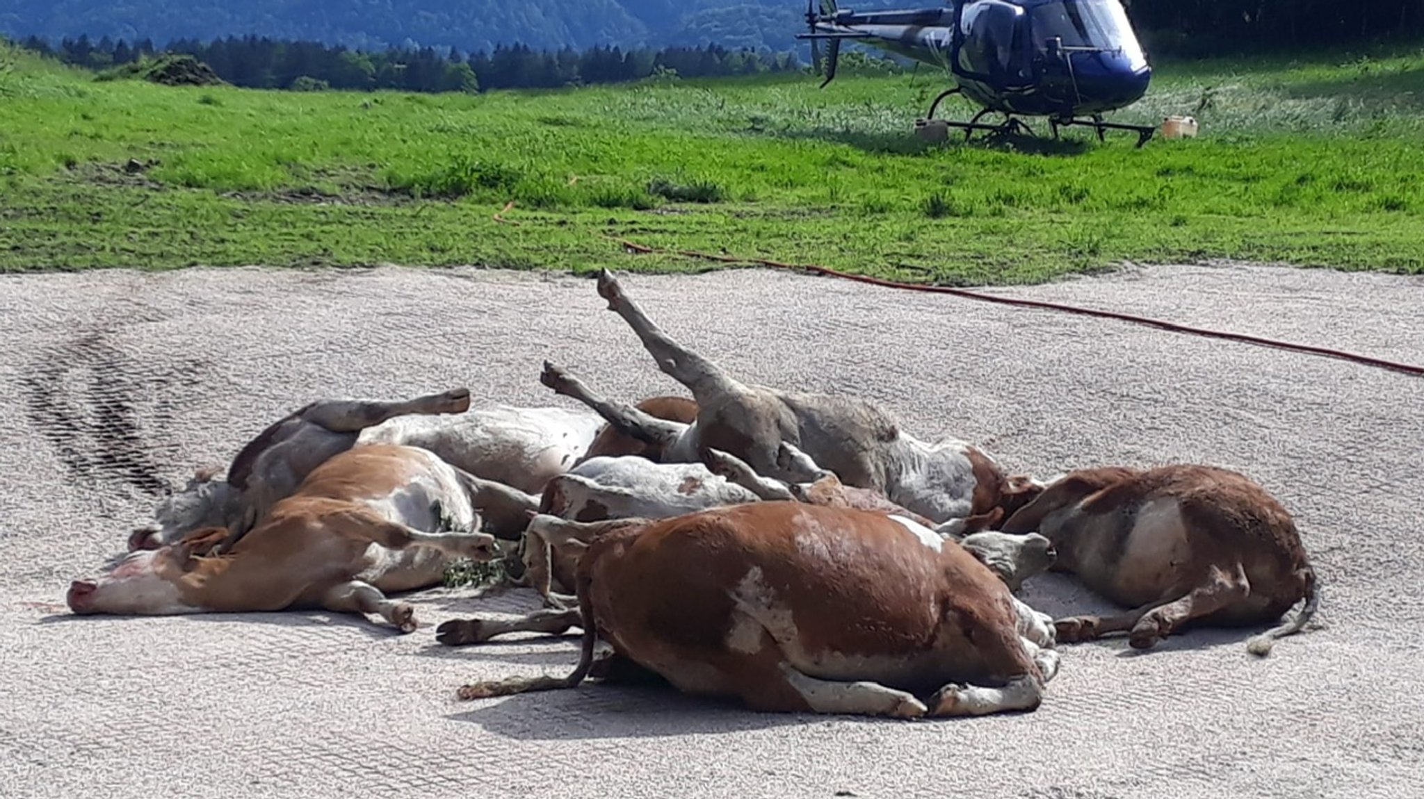 Die abgestürzten Jungrinder liegen am Boden, im Hintergrund ein Hubschrauber.