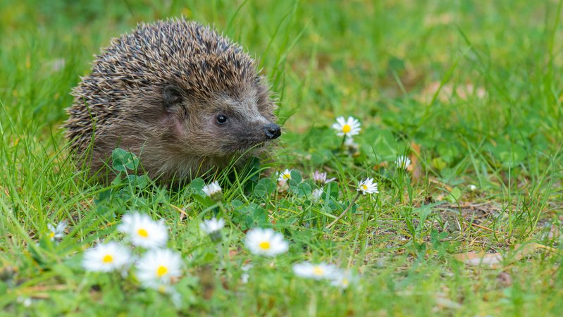 Ein Igel auf einer Wiese | Bild: stock.adobe.com/mirkograul Ein Igel auf einer Wiese
