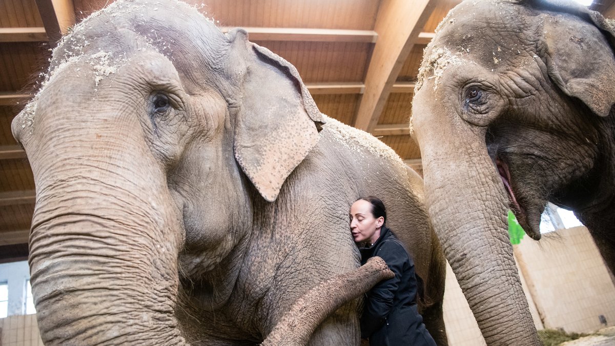 Jana-Mandana Lacey-Krone, Direktorin des Circus Krone, streichelt die indische Elefantenkuh Bara. Rechts läuft Elefantenkuh Burma.