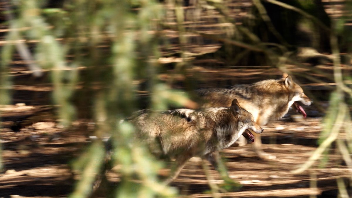 Wölfe streifen durch den Nationalpark Bayerischer Wald