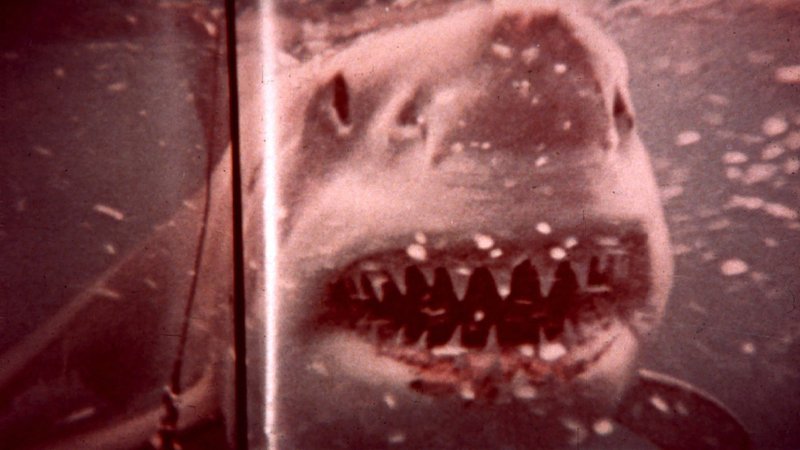 Keine Angst, er ist nicht echt. Aber er sieht zum Fürchten aus: das Hai-Model "Bruce" in "Der weiße Hai" (Filmszene).