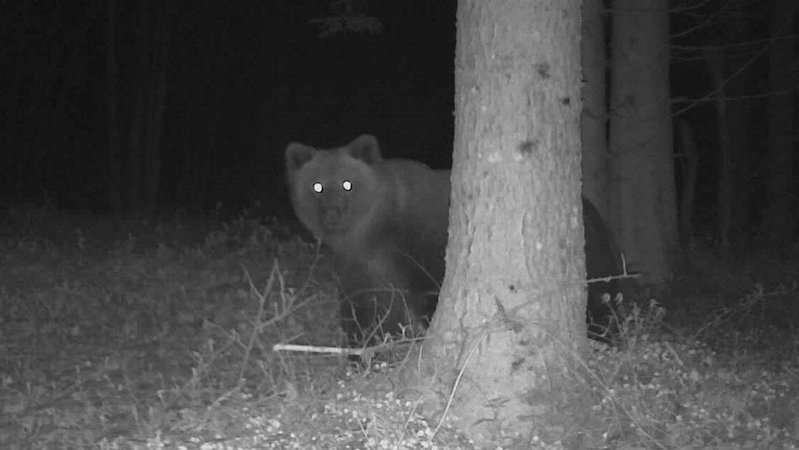 Von einer Wildkamera gemachtes Schwarz-Weiß-Foto des Braunbären.