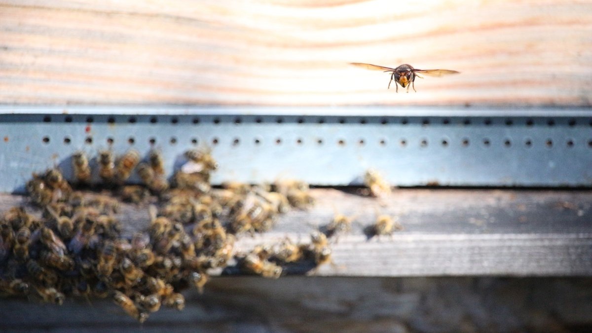 Wie ein Jagdflieger lauert eine Asiatische Hornisse vor einem Bienenstock auf heimkehrende Bienen.