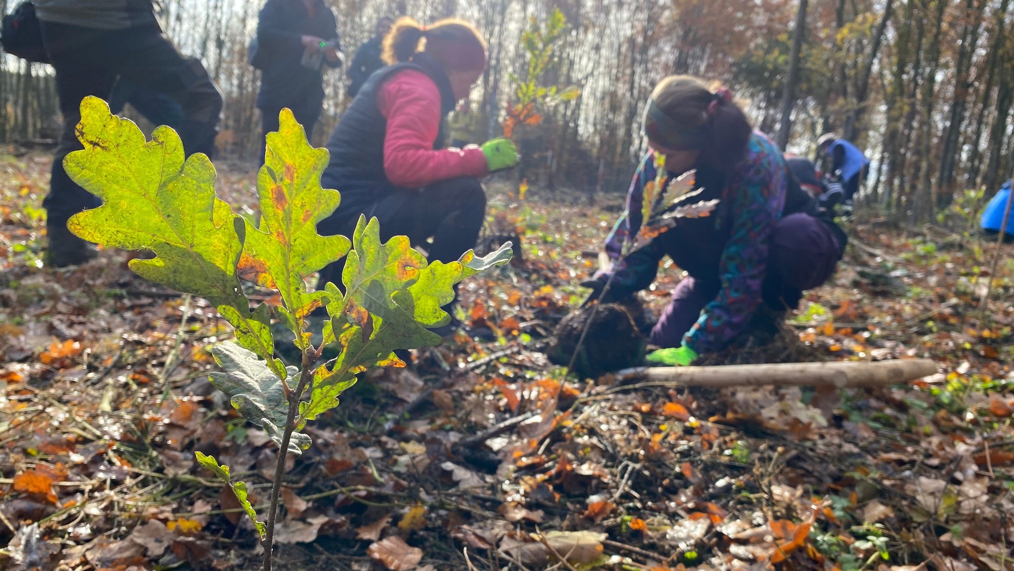 Wie die Uni Eichstätt den Wald fit für den Klimawandel macht