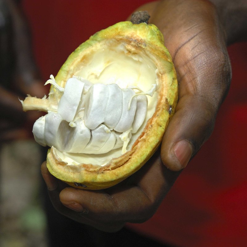 100 Prozent Kakao - Chocolatiers ersetzen Zucker durch Kakaofruchtfleisch - IQ - Wissenschaft und Forschung | BR Podcast