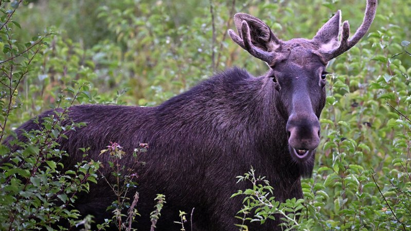 06.09.2025, Österreich, St. Pölten: Elch "Emil" steht zwischen Büschen. Seit rund zweieinhalb Wochen ist "Emil" als "Wahl-Niederösterreicher" im Bundesland Niederösterreich unterwegs. Auch den Weg in die Landeshauptstadt hat er entdeckt. Nachdem er sich in den vergangenen Tagen an St. Pölten herangepirscht hatte, streifte er zuletzt dort umher. Foto: Helmut Fohringer/APA/dpa +++ dpa-Bildfunk +++ | Bild: dpa-Bildfunk/Helmut Fohringer 06.09.2025, Österreich, St. Pölten: Elch "Emil" steht zwischen Büschen. Seit rund zweieinhalb Wochen ist "Emil" als "Wahl-Niederösterreicher" im Bundesland Niederösterreich unterwegs. Auch den Weg in die Landeshauptstadt hat er entdeckt. Nachdem er sich in den vergangenen Tagen an St. Pölten herangepirscht hatte, streifte er zuletzt dort umher. Foto: Helmut Fohringer/APA/dpa +++ dpa-Bildfunk +++