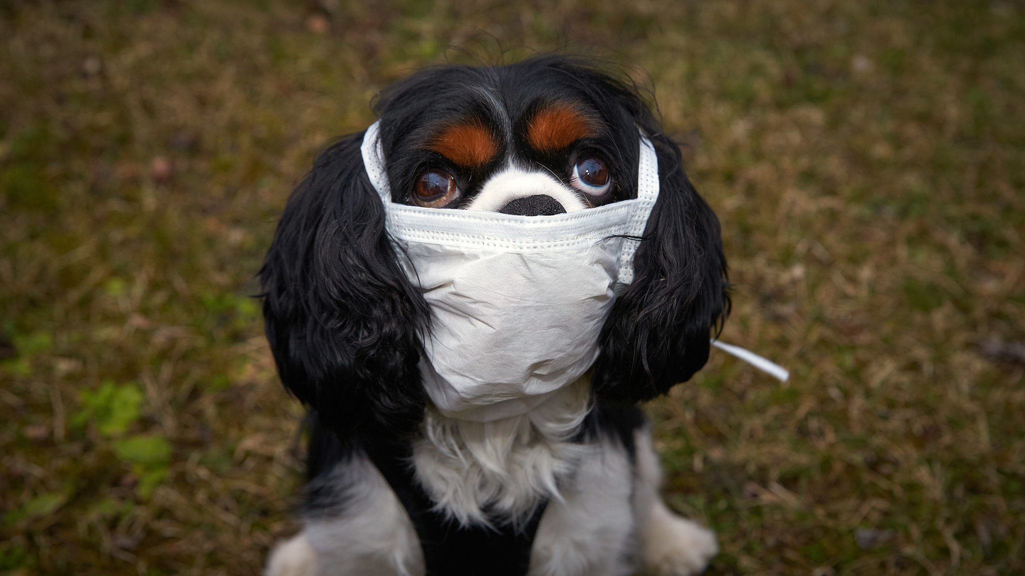 Hund mit Mundschutz.