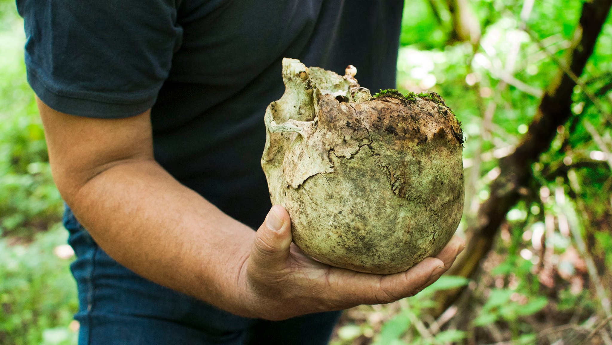 Schädelknochen in der Hand