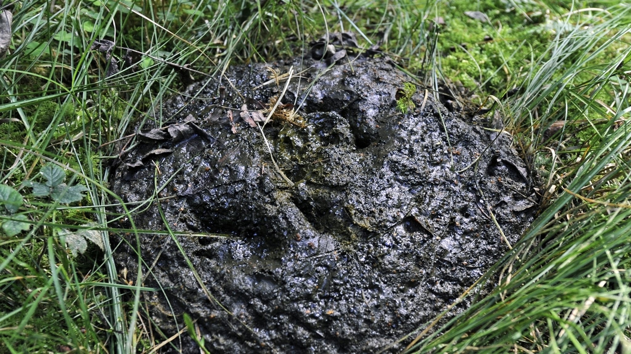 Öko-Hotspot Kuhfladen - Weiderinder als Naturschützer