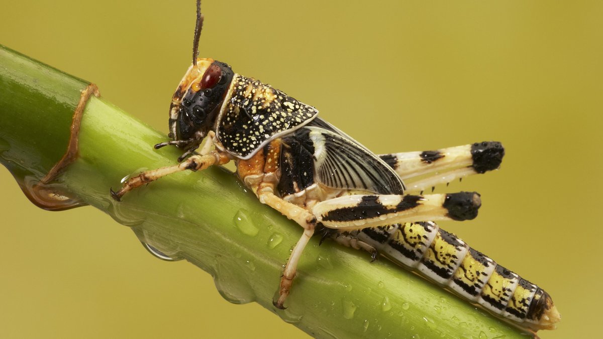 Europäische Wanderheuschrecke (Locusta migratoria) auf einem Bambus.