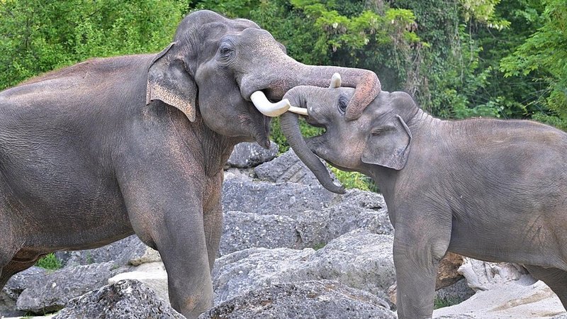 Jungbulle Otto mit Vater Gajendra | Bild: Tierpark Hellabrunn/ Birgit Mohr Jungbulle Otto mit Vater Gajendra