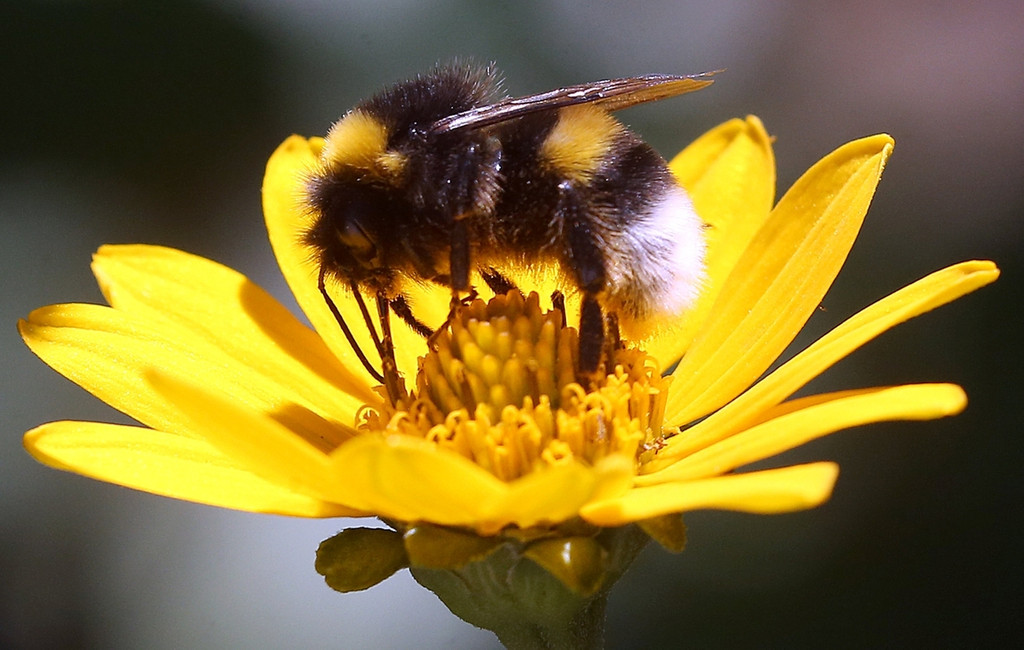 Eine Erdhummel, die zur Gattung der echten Bienen gehört, sitzt auf der Blüte einer Stauden-Sonnenblume und sammelt Nektar für den Wintervorrat.