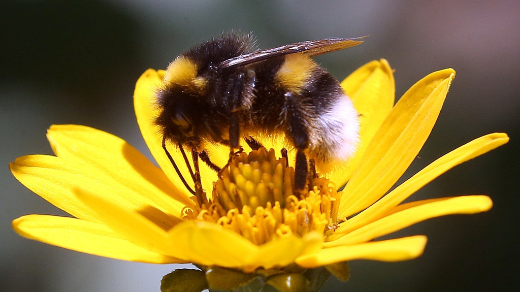 Eine Erdhummel, die zur Gattung der echten Bienen gehört, sitzt auf der Blüte einer Stauden-Sonnenblume und sammelt Nektar für den Wintervorrat.