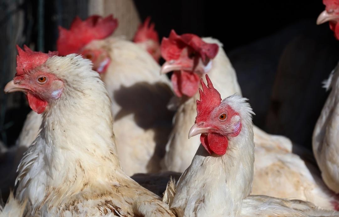 Legehennen stehen im Freigehege eines Bio-Bauernhofes vor ihrem Stall in Ruderatshofen (Bayern)