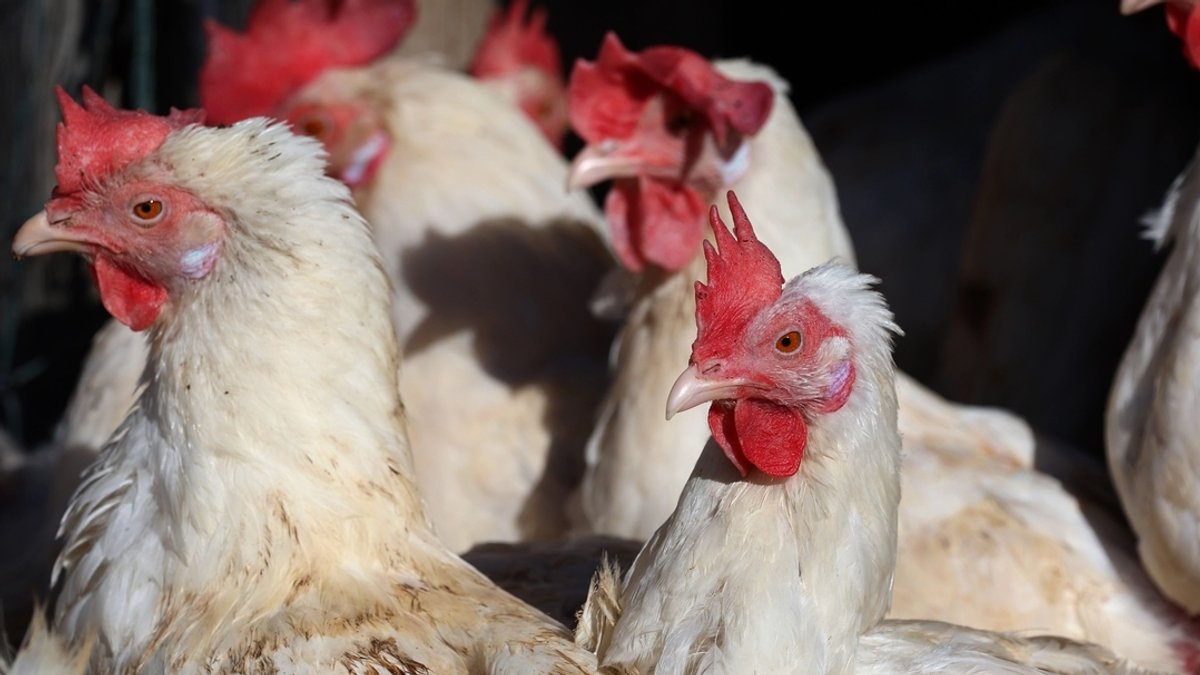 Legehennen stehen im Freigehege eines Bio-Bauernhofes vor ihrem Stall in Ruderatshofen (Bayern)