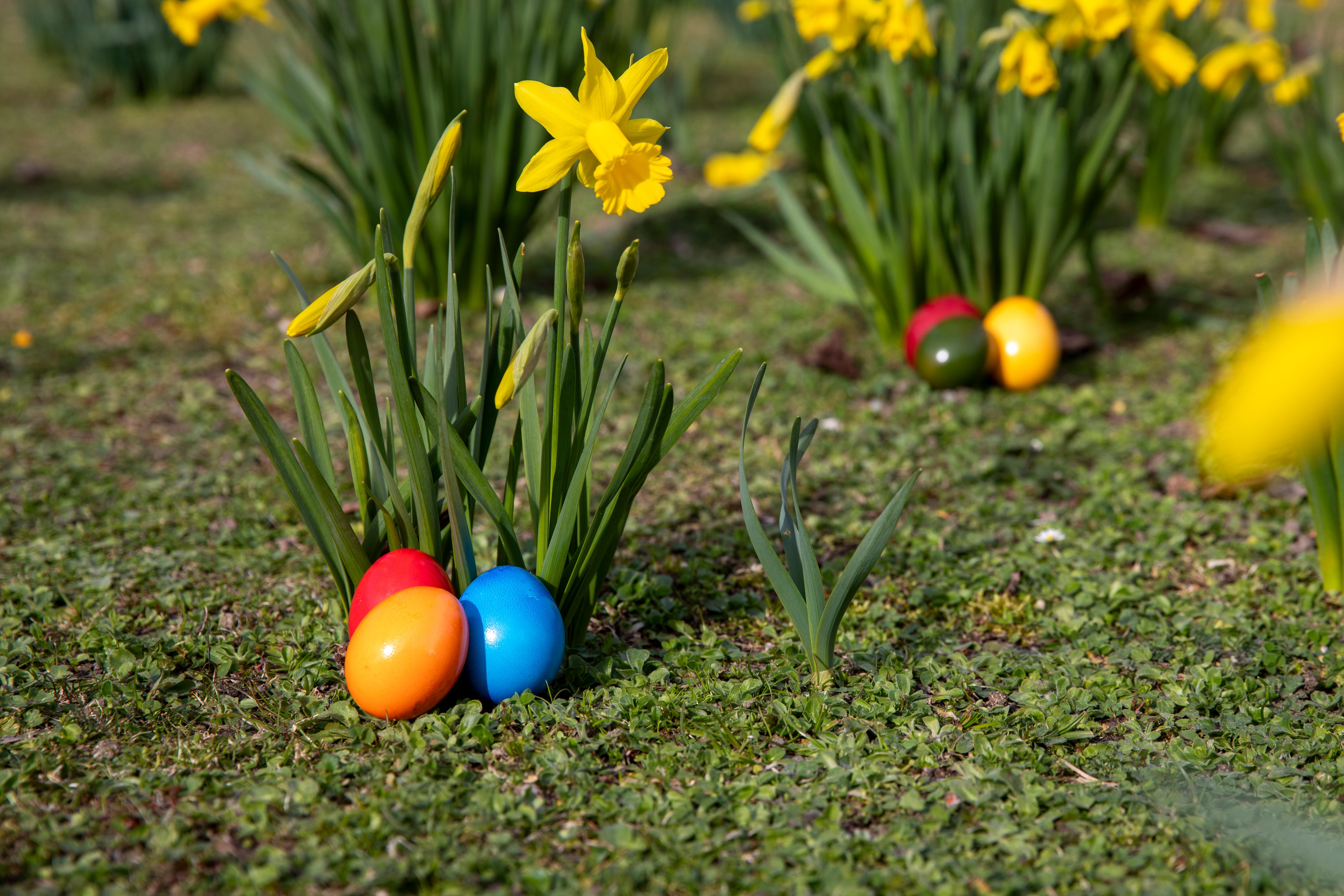Bunte Ostereier liegen auf einer Wiese unter Narzissen.