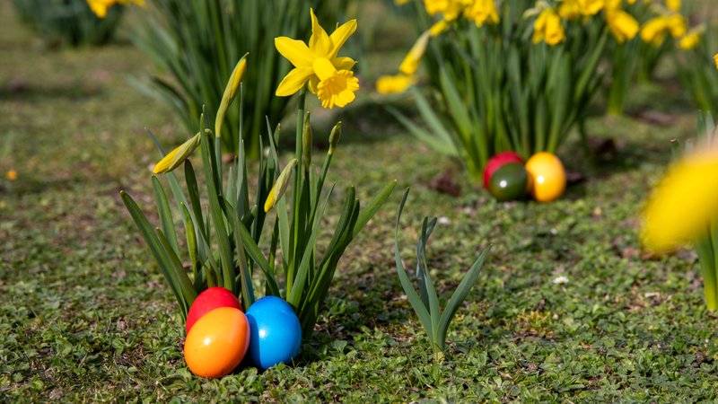 Bunte Ostereier liegen auf einer Wiese unter Narzissen. | Bild: BR/Raphael Kast Bunte Ostereier liegen auf einer Wiese unter Narzissen.