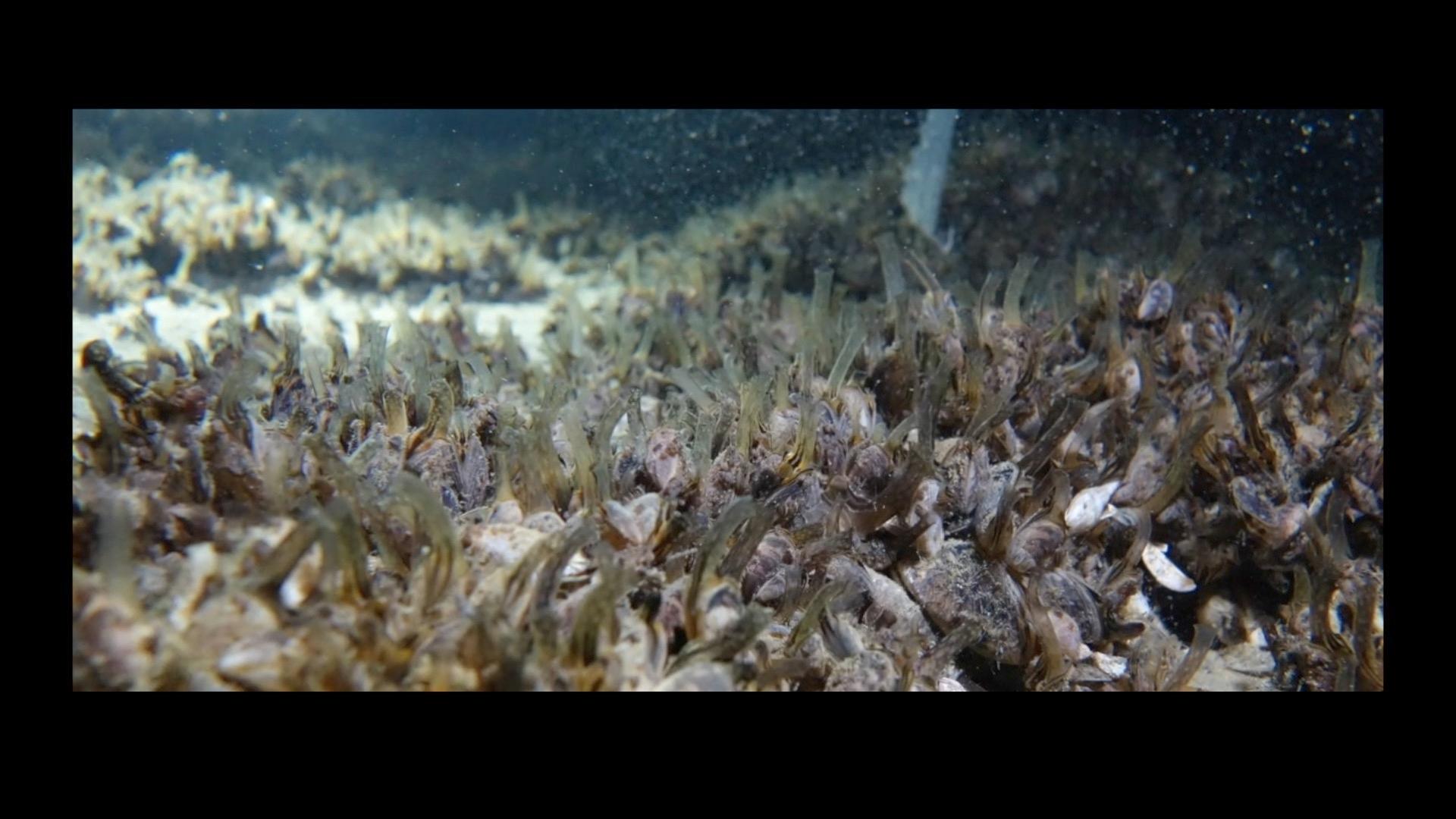 Muscheln dicht an dicht