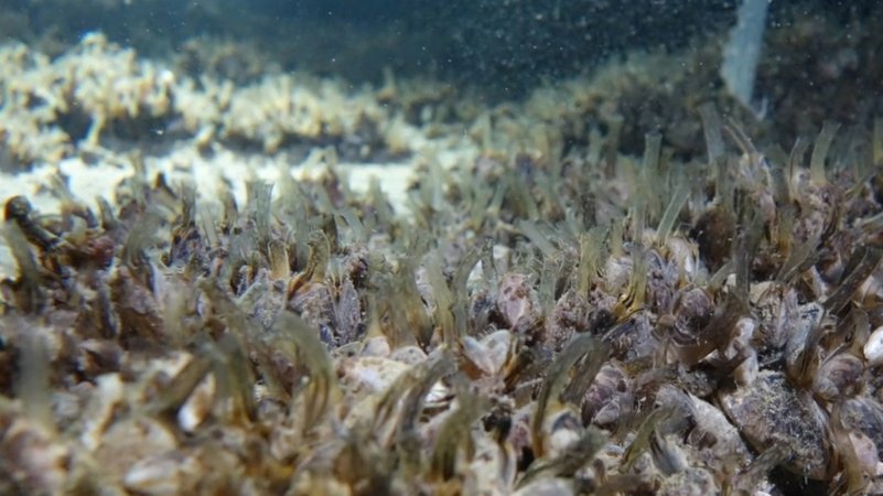 Muscheln dicht an dicht | Bild: BR/Klaus Hernitschek Muscheln dicht an dicht