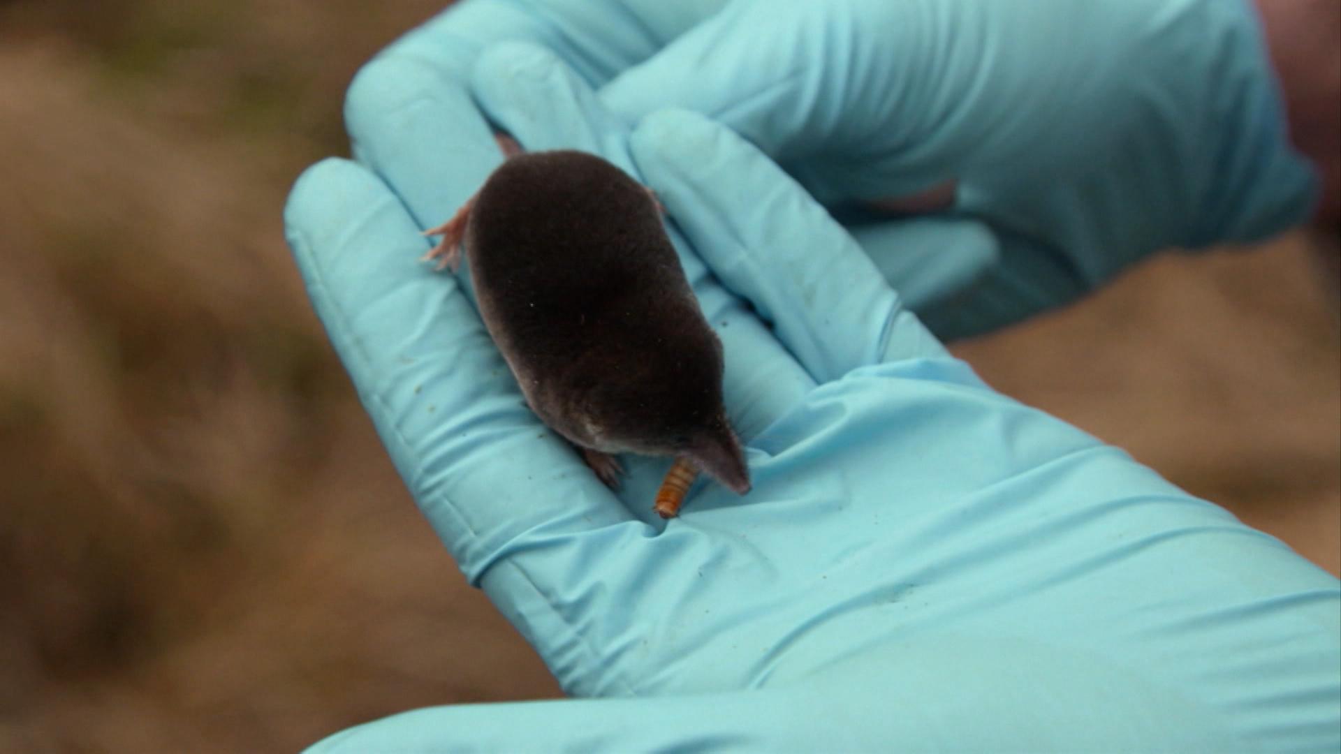 Wie gefährlich ist das Bornavirus?