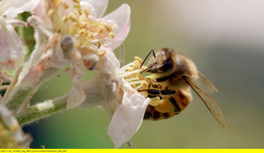 Eine Honigbiene sitzt auf einer Blüte.