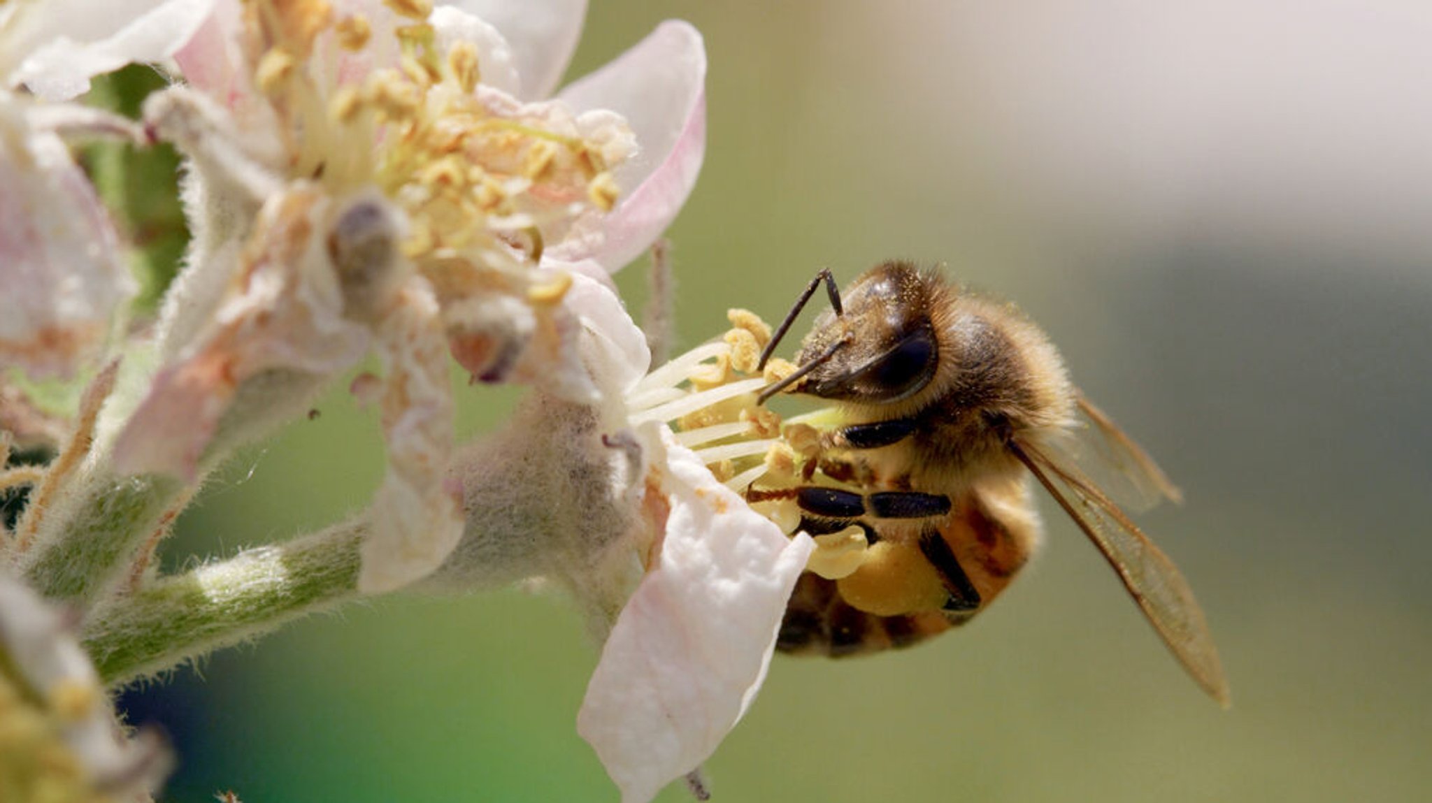 Eine Honigbiene sitzt auf einer Blüte.