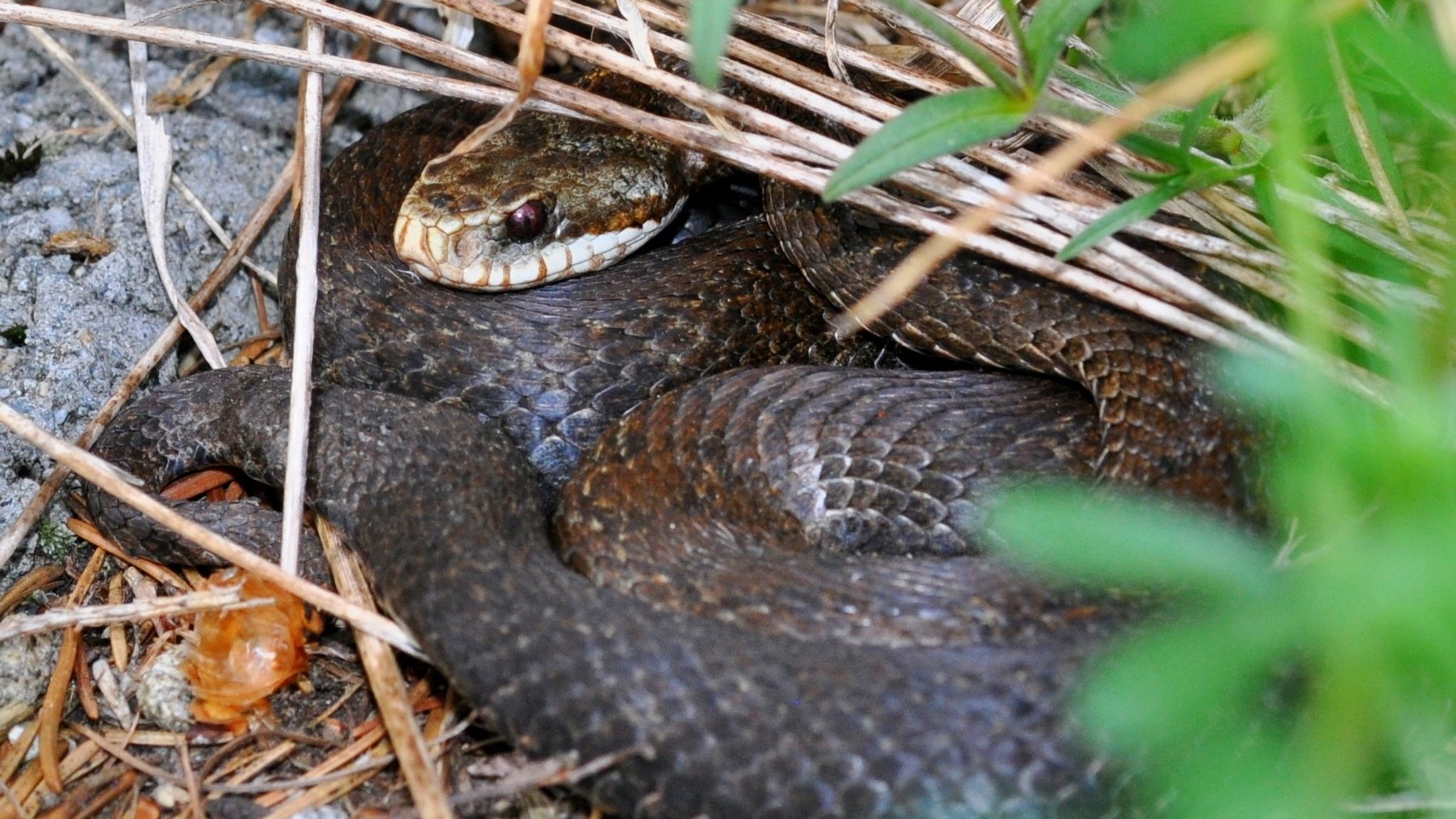 Artenschutz: Wo die Kreuzotter lebt, ist die Natur intakt 