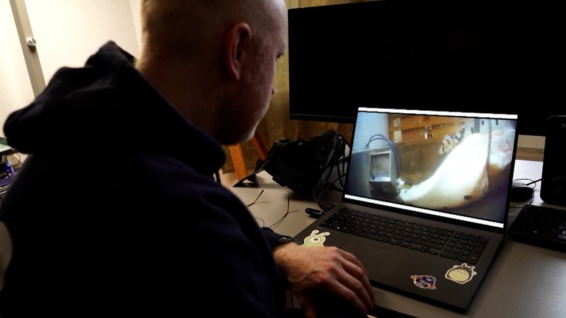 Ein Soko Tierschutz-Mitarbeiter schaut sich ein Video an, das Tierquälerei dokumentiert. | Bild: BR Ein Soko Tierschutz-Mitarbeiter schaut sich ein Video an, das Tierquälerei dokumentiert.