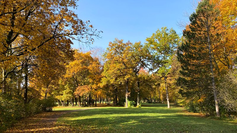 Herbstlich verfärbte Bäume in einer Parkanlage bei München.