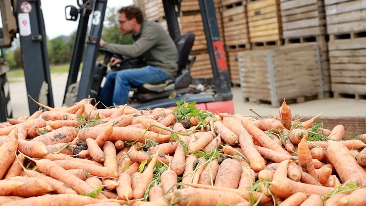 Frisch geerntete Karotten: Wegen der Trockenheit sind viele sehr klein.  Nur die wenigsten werden es ins Supermarktregal schaffen. 