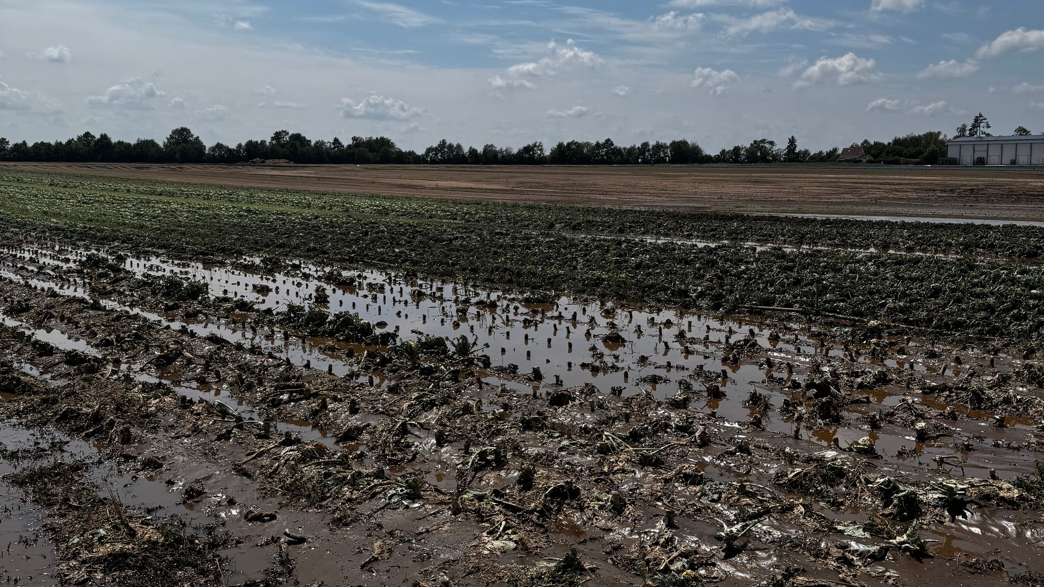 Millionenschaden in Mittelfrankens Landwirtschaft nach Unwetter