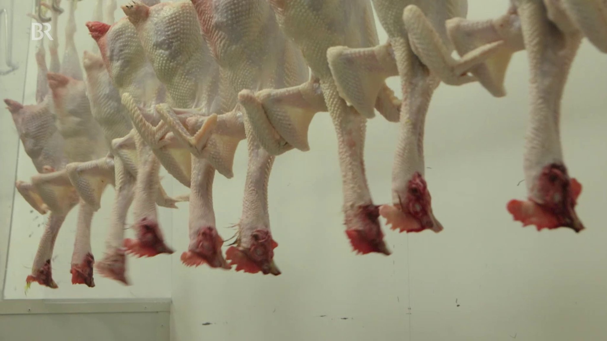 Geschlachtete Legehennen, die noch ausgenommen werden müssen, in einem Schlachtmobil