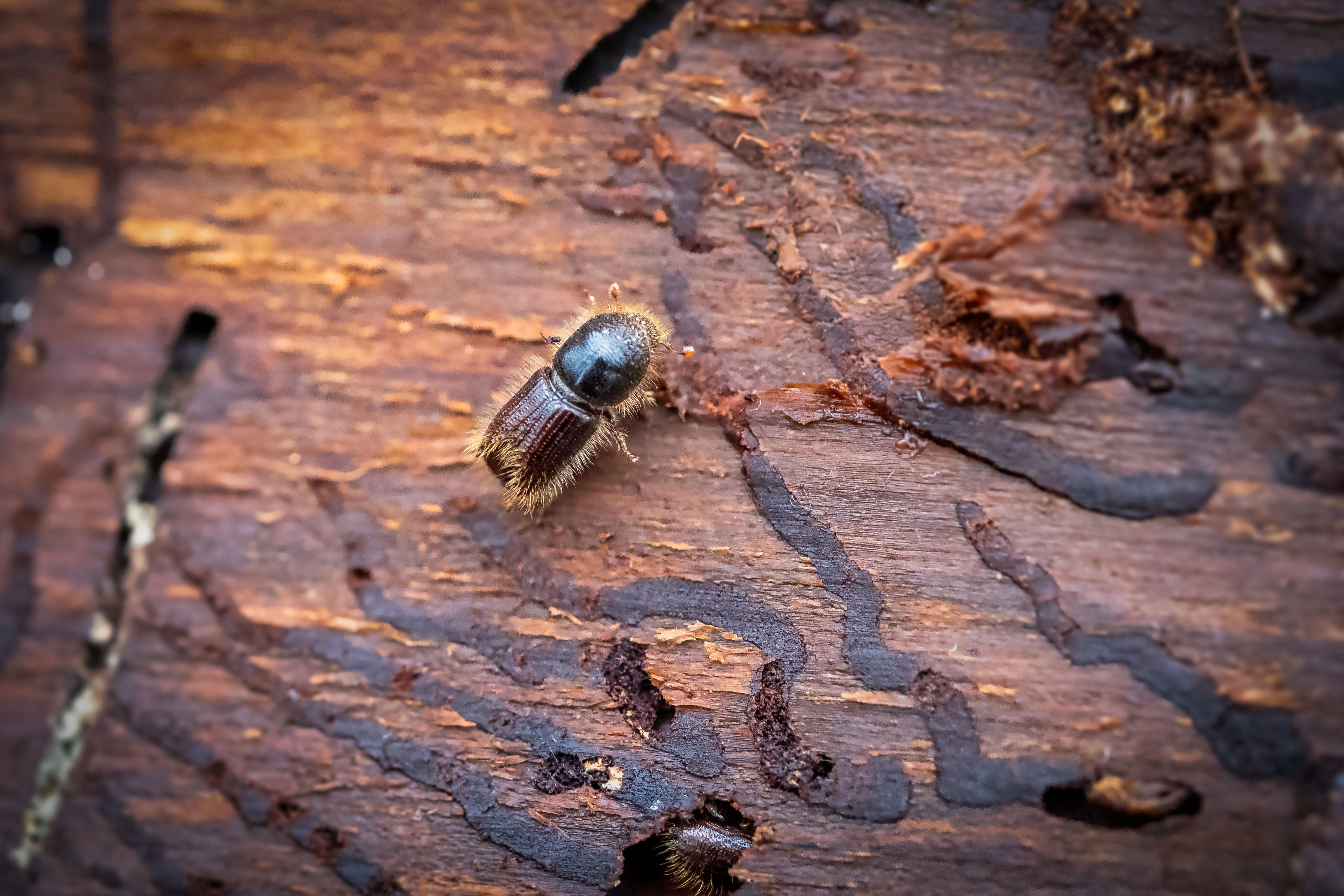 Makroaufnahme Buchdrucker Borkenkäfer 