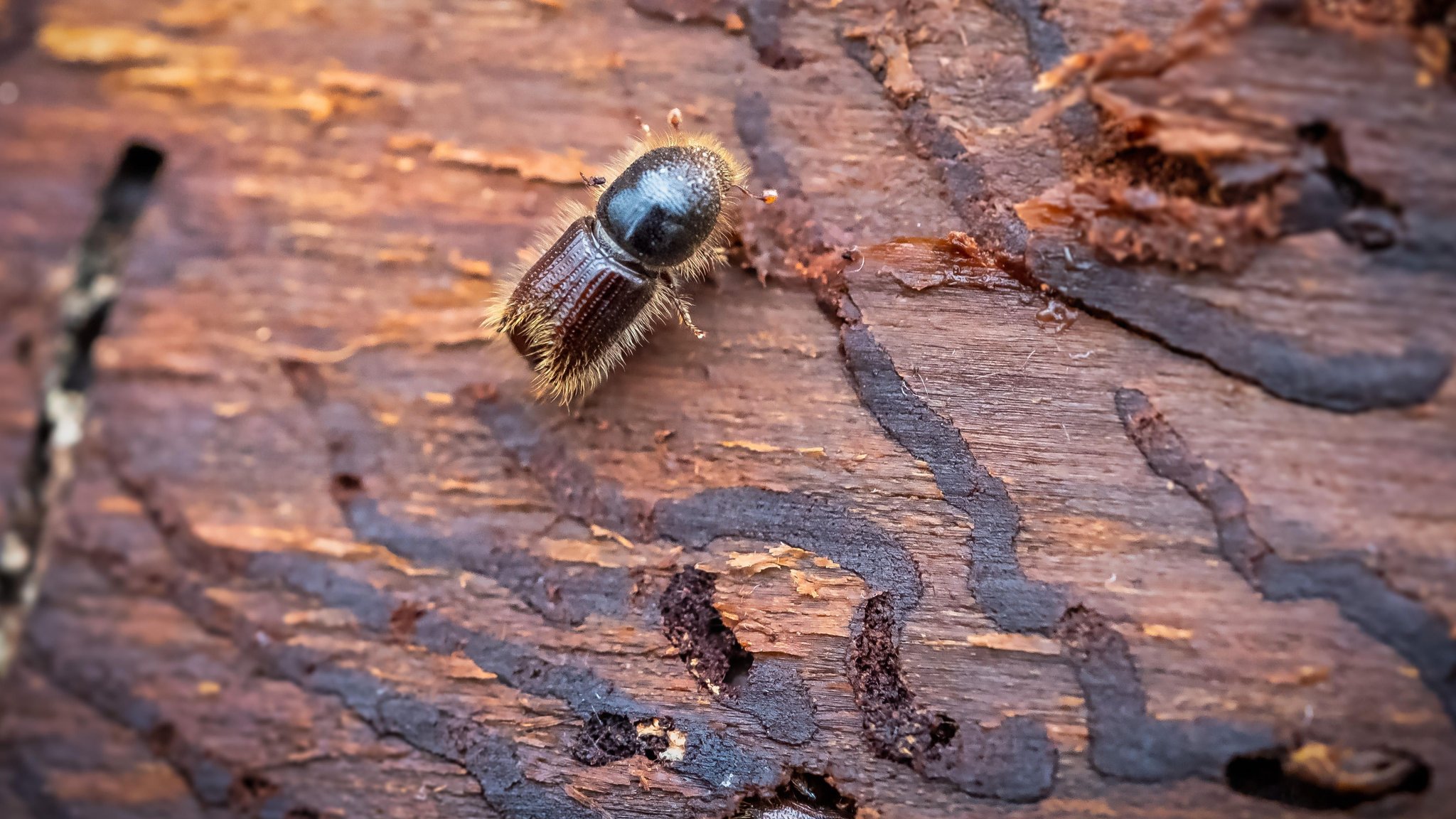 Borkenkäfer bekämpfen: Todbringer oder Chance für den Wald?