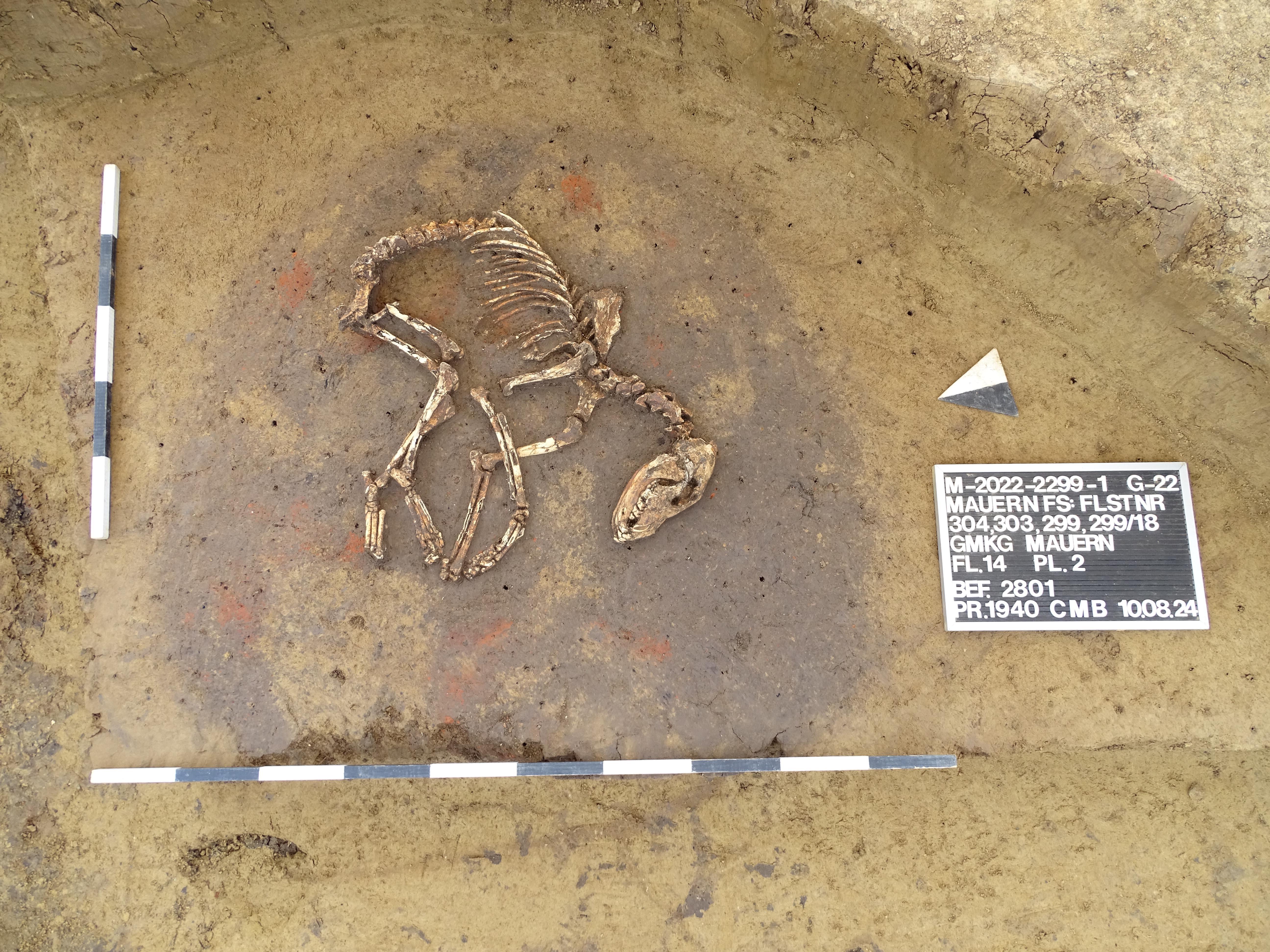 Ein Hundeskelett als Bodenfund.