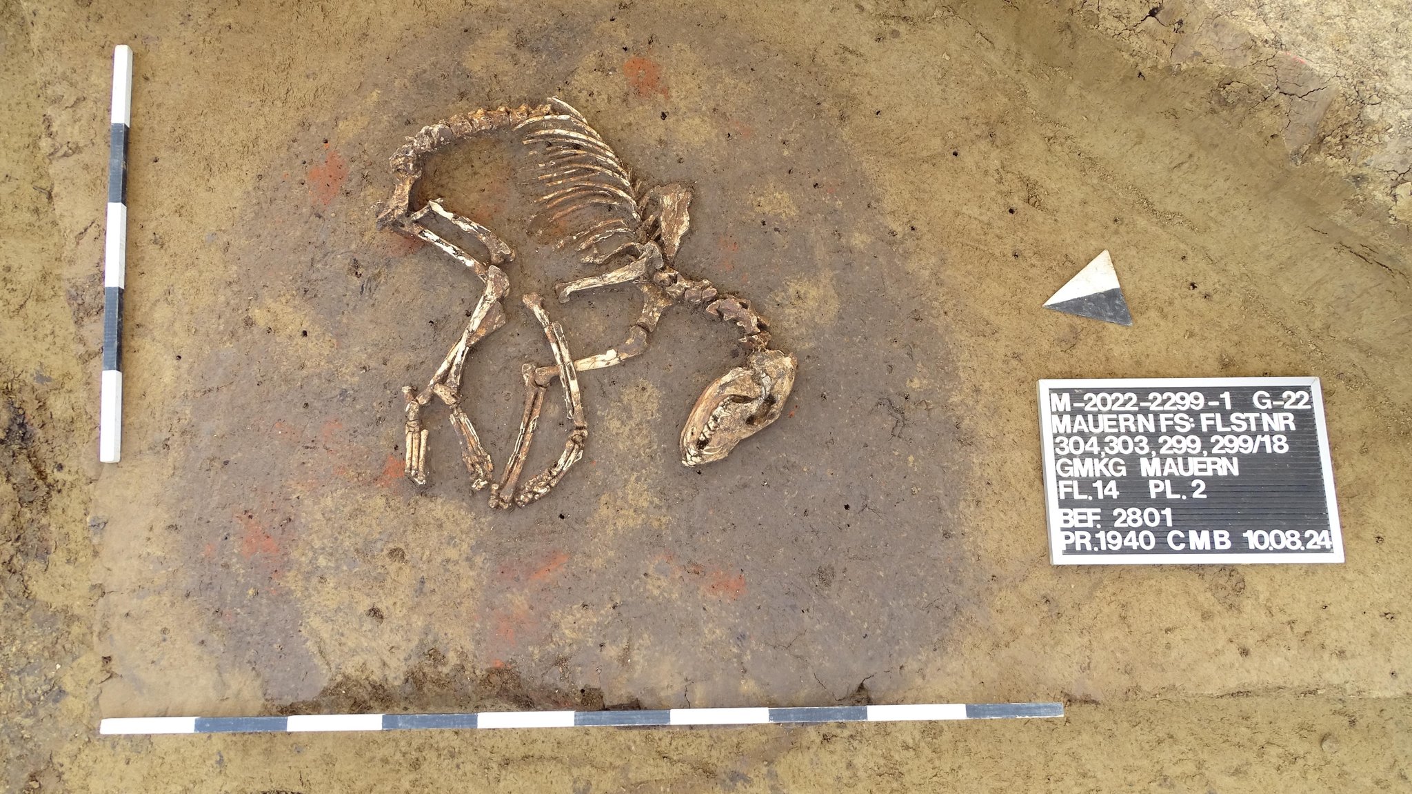 Archäologen finden in Oberbayern 6.000 Jahre altes Hundeskelett