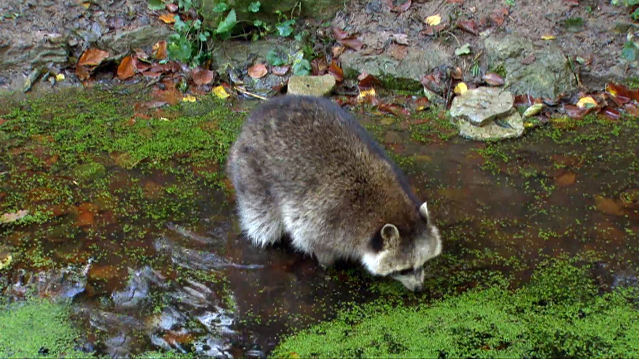 Ein Waschbär tummelt in einem Bach.