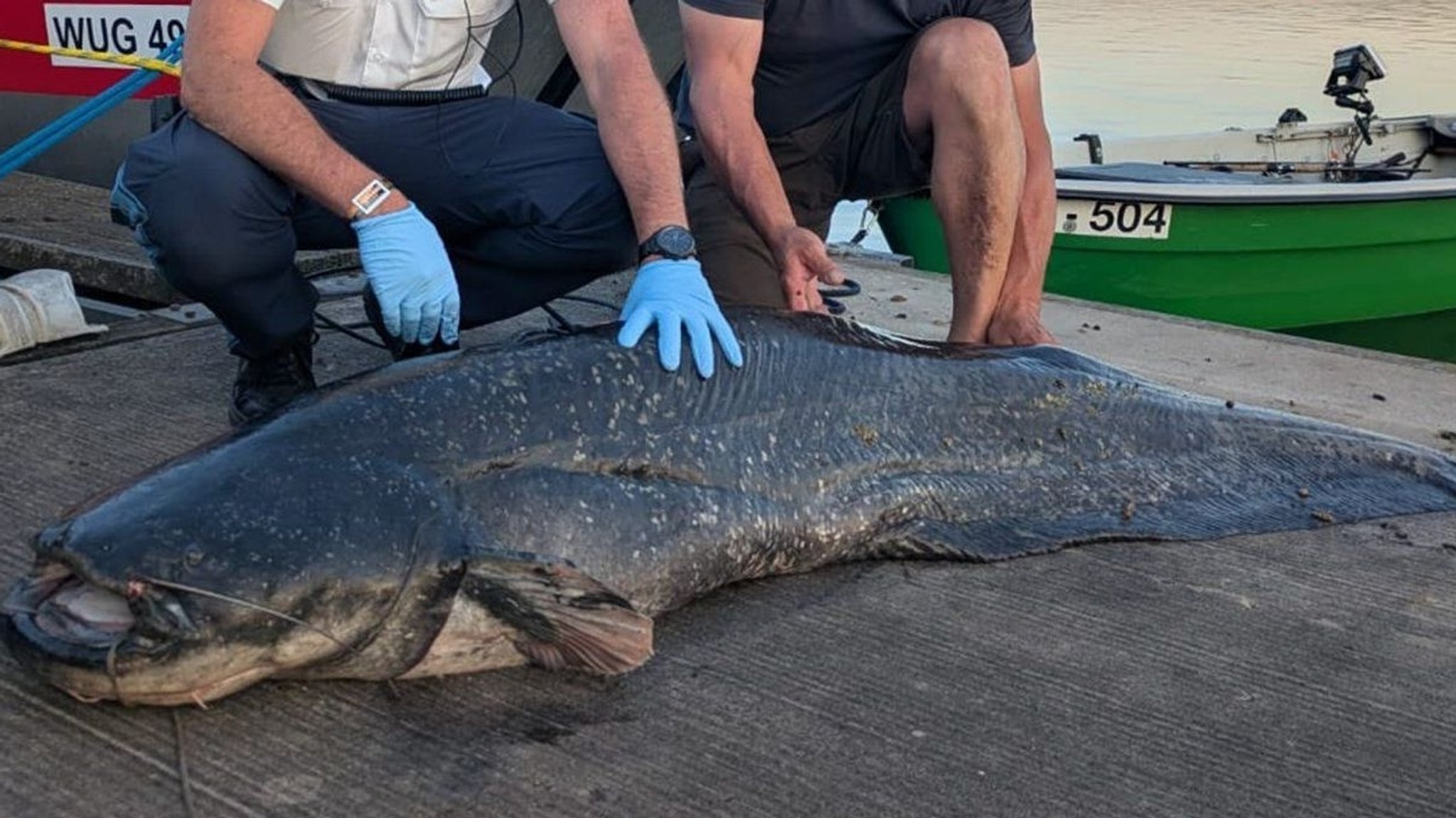 Der erlegte Wels vom Brombachsee