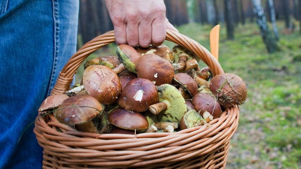 Pilze Sammeln Was Ist Erlaubt Br24
