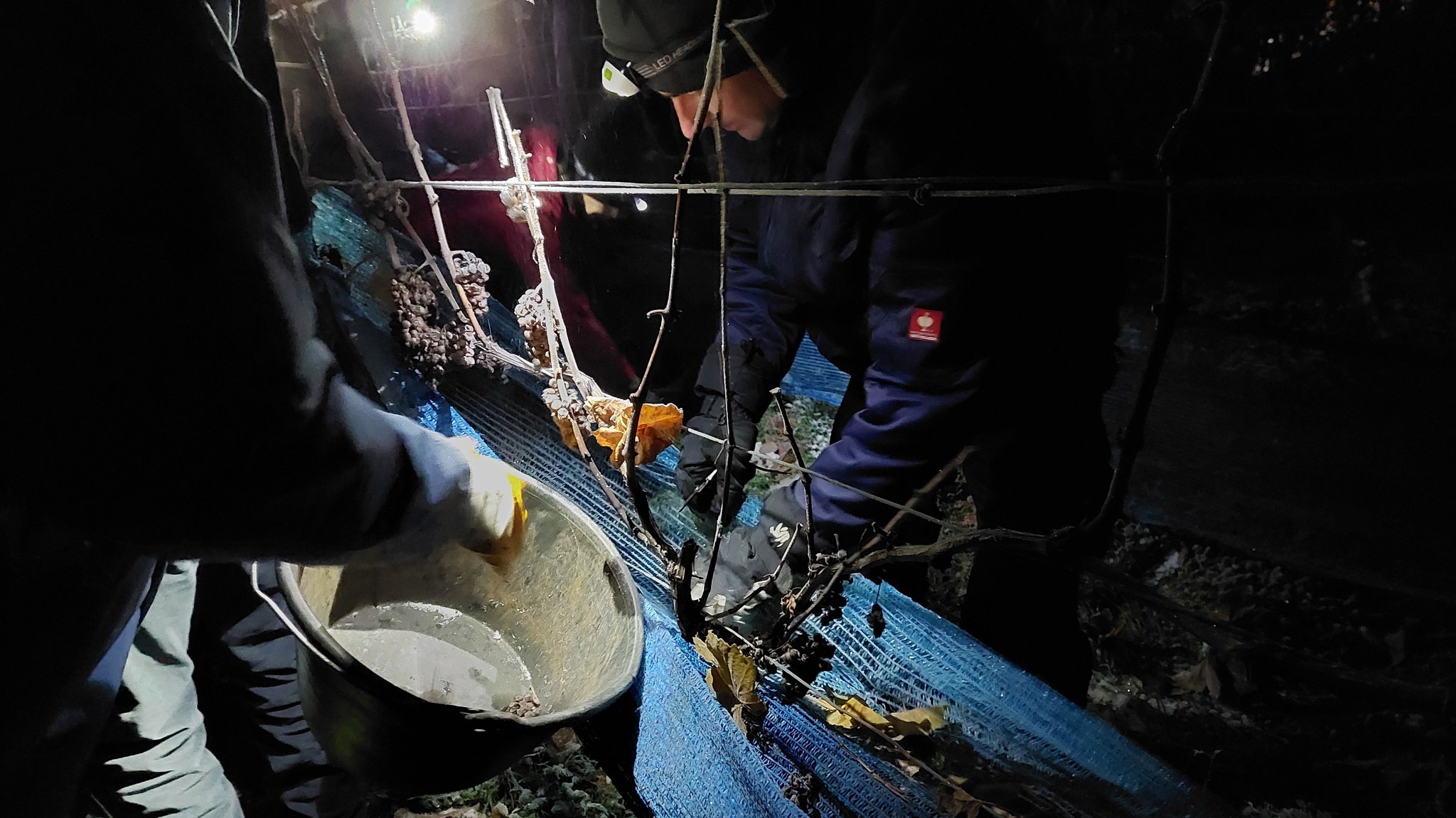 Winzer und Helfer bei der Eisweinlese in Würzburg