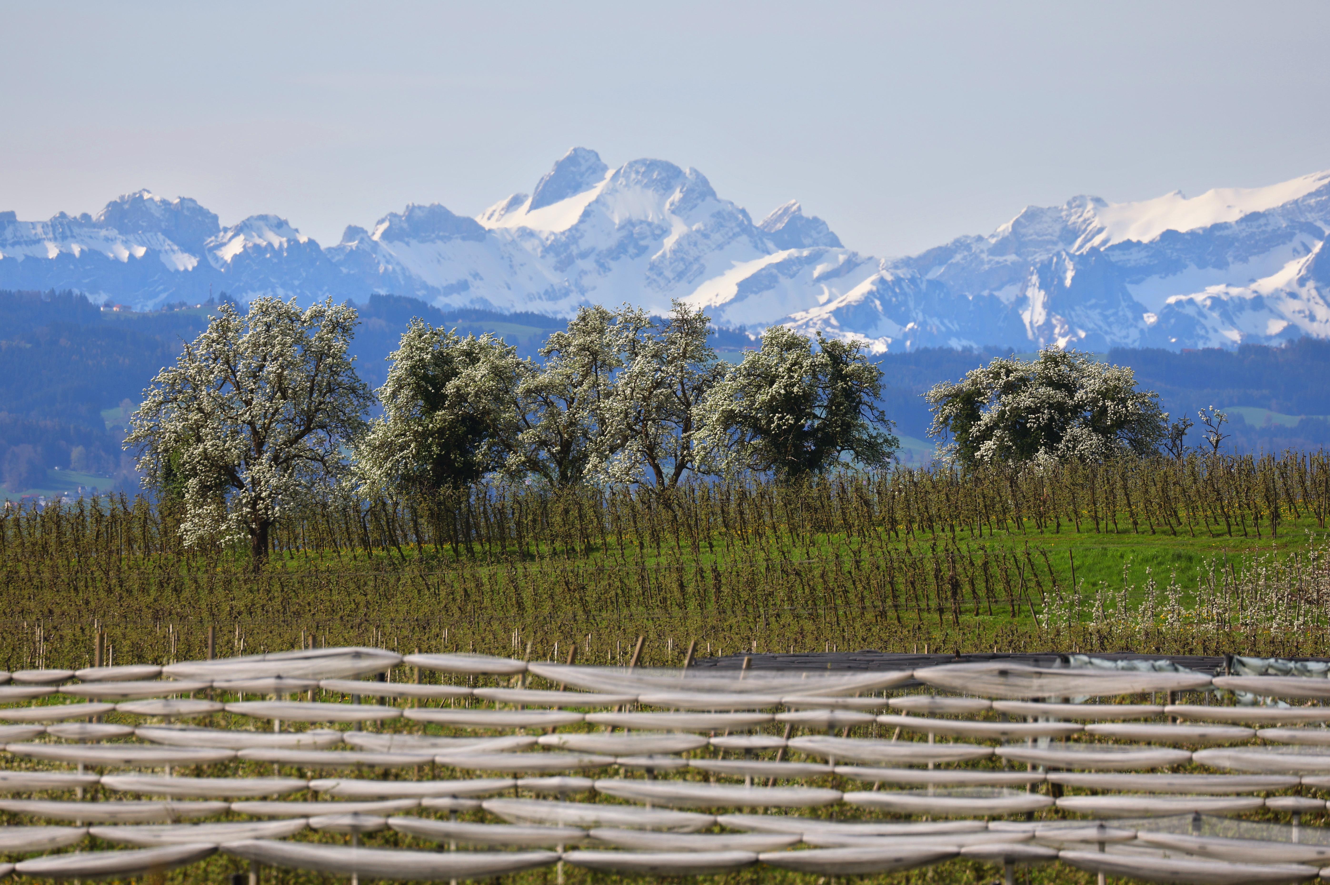 Blühende Obstbäume stehen hinter einer Plantage vor den schneebedeckten Bergen.