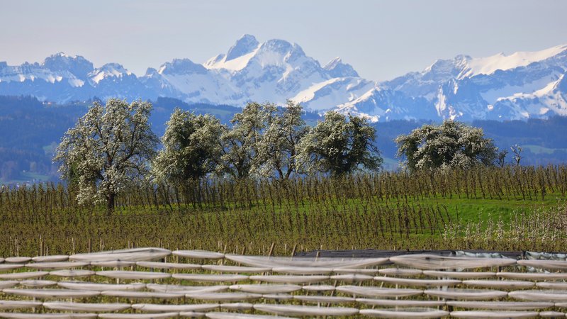 Blühende Obstbäume stehen hinter einer Plantage vor den schneebedeckten Bergen. | Bild: picture alliance/dpa | Karl-Josef Hildenbrand Blühende Obstbäume stehen hinter einer Plantage vor den schneebedeckten Bergen.