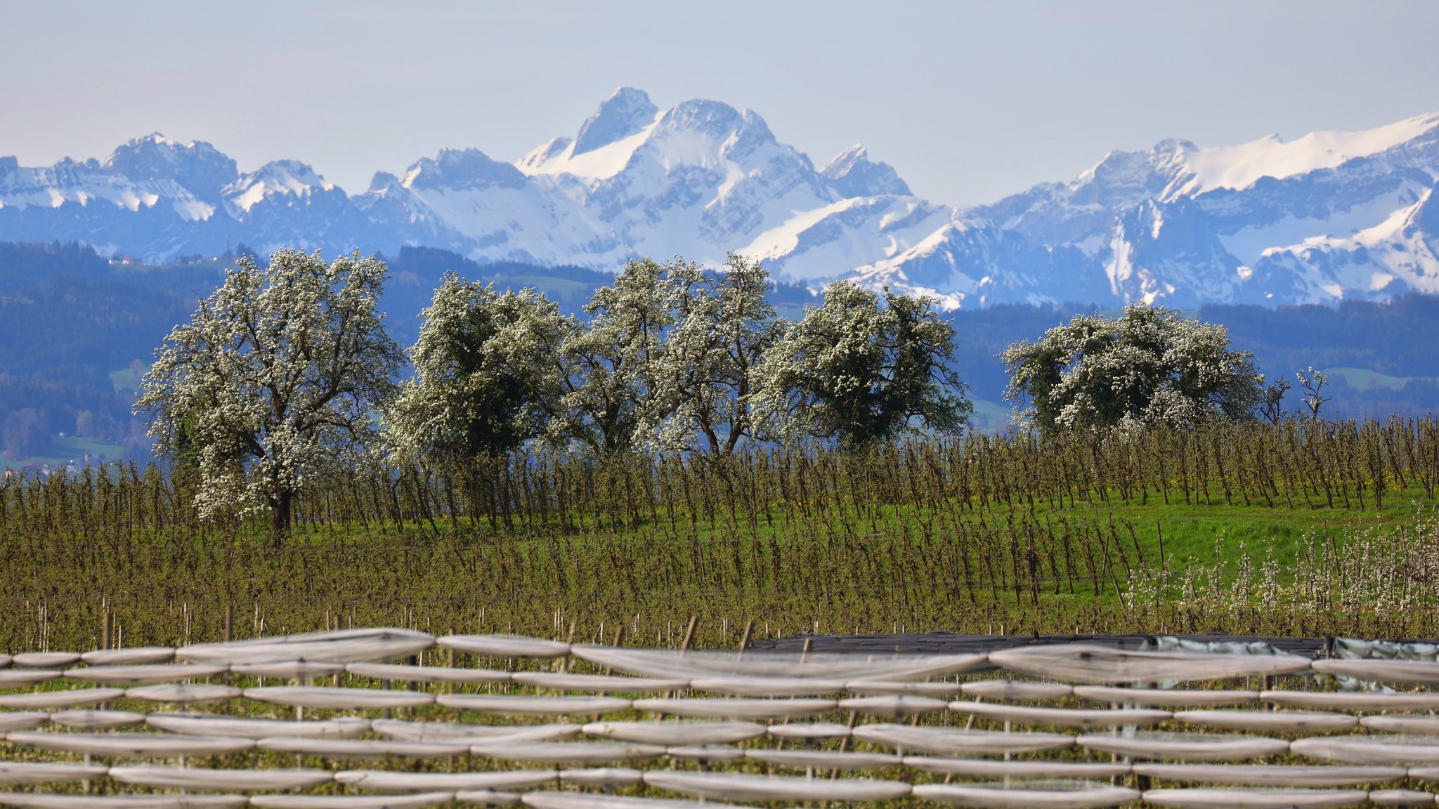 Blühende Obstbäume stehen hinter einer Plantage vor den schneebedeckten Bergen.