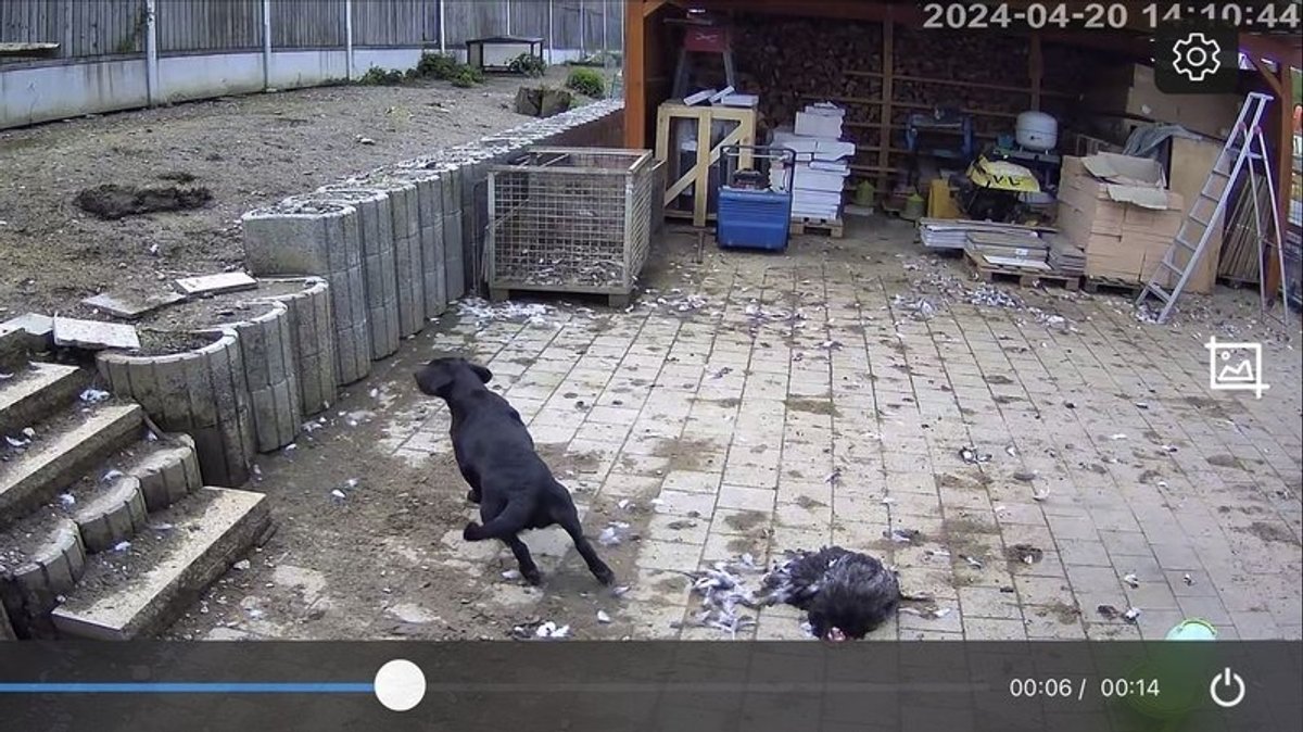 Bilder einer Überwachungskamera: Hunde reißen Hühner in einem Stall.