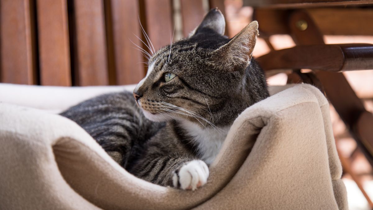 Get Katze sitzt For iPhone